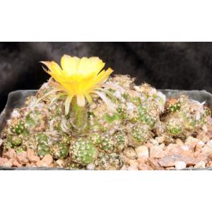 Lobivia arachnacantha var. densiseta one-gallon pots