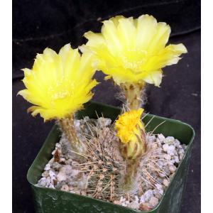 Lobivia aurea ssp. sierragrandiensis 4-inch pots