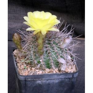 Lobivia aurea ssp. sierragrandiensis 5-inch pots