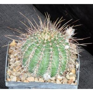 Lobivia aurea ssp. sierragrandiensis 5-inch pots