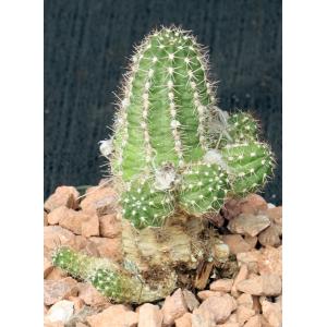 Lobivia cv Rose Quartz 5-inch pots