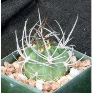 Lobivia ferox 4-inch pots