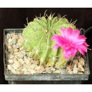 Lobivia longispina 5-inch pots