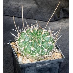 Lobivia longispina 5-inch pots