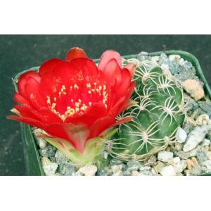Lobivia prestoana 4-inch pots