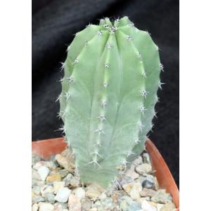 Lophocereus schottii 4-inch pots