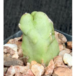 Lophocereus schottii var. monstrosus 2-inch pots