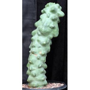 Lophocereus schottii var. monstrosus 3-gallon pots