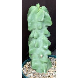 Lophocereus schottii var. monstrosus 8-inch pots