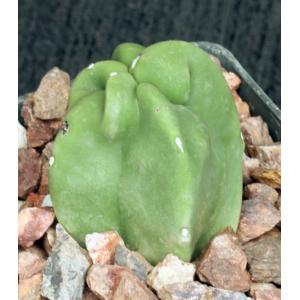 Lophocereus schottii var. monstrosus 3-inch pots