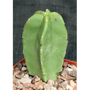 Lophocereus schottii var. monstrosus 4-inch pots