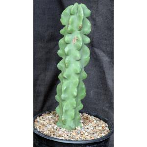 Lophocereus schottii var. monstrosus 2-gallon pots