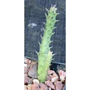 Luckhoffia beukmannii 2-inch pots