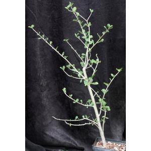 Maerua kaessneri one-gallon pots