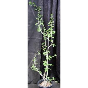 Maerua decumbens (SL 94-6136) 2-gallon pots
