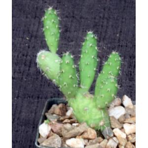 Maihueniopsis glomerata fm russelii 3-inch pots