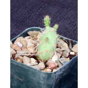 Maihueniopsis glomerata fm russelii 3-inch pots
