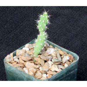 Maihueniopsis glomerata fm russelii 3-inch pots