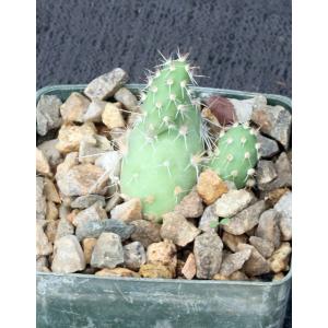 Maihueniopsis glomerata fm russelii 3-inch pots