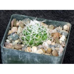 Dolichothele albescens 3-inch pots