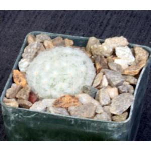Mammillaria plumosa 3-inch pots