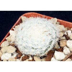 Mammillaria candida 3-inch pots