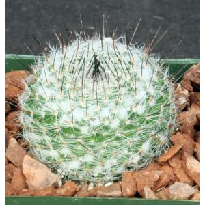 Mammillaria ritteriana 4-inch pots