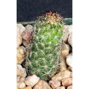 Mammillaria sphacelata ssp. viperine 3-inch pots