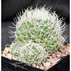 Mammillaria albicans 5-inch pots