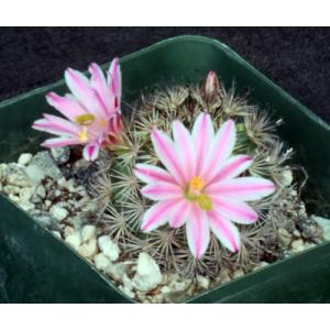 Mammillaria blossfeldiana 4-inch pots