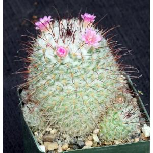 Mammillaria bombycina 4-inch pots