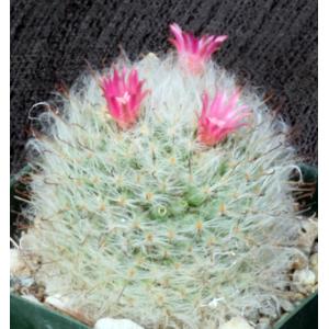 Mammillaria bocasana var. multilanata 3-inch pots