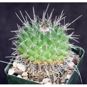 Mammillaria compressa 4-inch pots