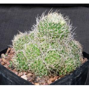 Dolichothele albescens one-gallon pots