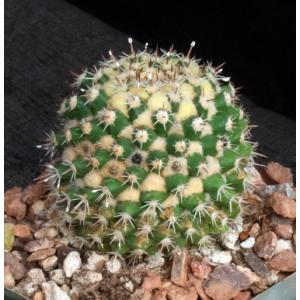 Mammillaria voburnensis ssp. eichlamii 4-inch pots