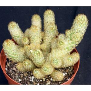 Mammillaria elongata (yellow) 6-inch pots