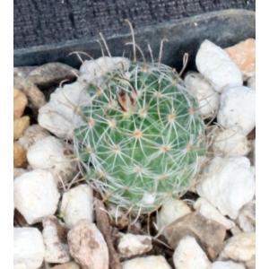 Mammillaria fraileana 2-inch pots