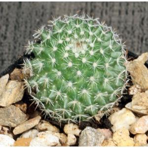 Mammillaria geminispina 2-inch pots