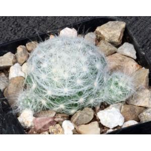 Mammillaria glassii 2-inch pots