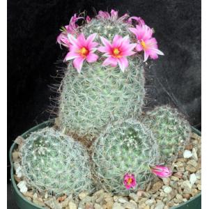 Mammillaria grahamii 8-inch pots