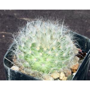 Mammillaria guelzowiana 2-inch pots