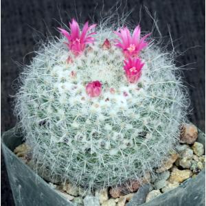 Mammillaria hahniana 3-inch pots