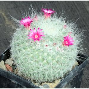 Mammillaria hahniana 4-inch pots