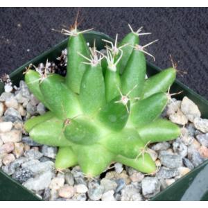 Mammillaria longimamma 4-inch pots