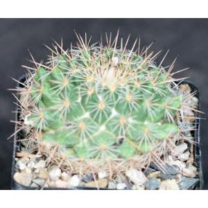 Mammillaria muehlenpfordtii var. rubrograndia 5-inch pots