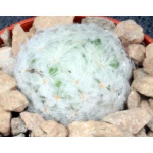 Mammillaria plumosa 2-inch pots