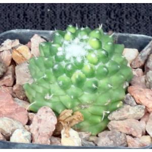 Mammillaria polythele Toluca 2-inch pots