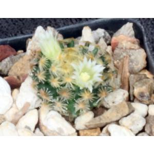 Mammillaria schiedeana 2-inch pots