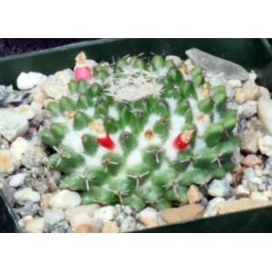 Mammillaria sempervivi 4-inch pots