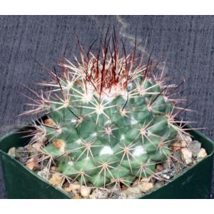Mammillaria tesopacensis var. rubriflora 4-inch pots